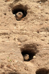 Jonge oeverzwaluwen (Riparia riparia) in nest, Harderwijk