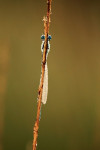 Watersnuffel (Enallagma cyathigera) vooraanzicht, Elspeet