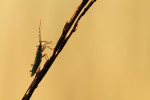 Groene cicade (Cicadella viridis), Elspeet