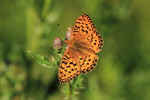 Grote parelmoervlinder (Argynnis aglaja) EB, Veluwe