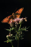 Drinkende grote parelmoervlinder (Argynnis aglaja) EB,Veluwe