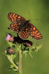 Bosparelmoervlinder (Melitaea athalia ssp. athalia), Veluwe	