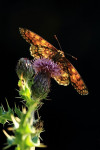 Bosparelmoervlinder (Melitaea athalia ssp. athalia), Veluwe	