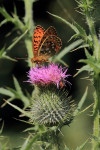 Grote parelmoervlinder (Argynnis aglaja) EB, Veluwe