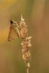Geelsprietdikkopje (Thymelicus sylvestris), Hoge Veluwe