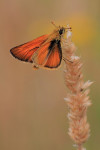 Geelsprietdikkopje (Thymelicus sylvestris), Hoge Veluwe