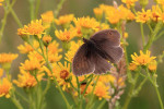 Bruin zandoogje (Maniola jurtina), Hoge Veluwe