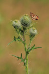 Bosparelmoervlinder (Melitaea athalia ssp. athalia), Veluwe	