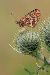 Bosparelmoervlinder (Melitaea athalia ssp. athalia), Veluwe	