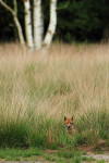 Jonge vos (Vulpes vulpes) in het gras, Hoge Veluwe