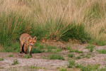 Jonge vos (Vulpes vulpes), Hoge Veluwe