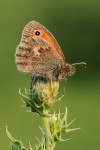 Hooibeestje (Coenonympha pamphilus), juli Hoge Veluwe