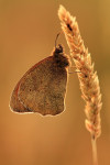 Bruin zandoogje (Maniola jurtina), Hoge Veluwe