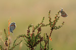 Heideblauwtjes met dauw (Plebejus argus), Speulderveld