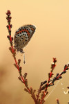 Heideblauwtje (Plebejus argus) vrouwtje, Speulderveld