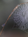 Heideblauwtje (Plebejus argus) bij spinnenweb, Speuld