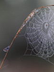 Heideblauwtje bij spinnenweb, Speuld