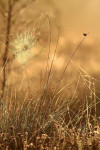 Heideblauwtje (Plebejus argus) in tegenlicht, Speulderveld