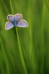 Heideblauwtje (Plebejus argus) mannetje tussen gras, Speulderveld