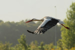 Ooievaar in vlucht Horst (Ciconia ciconia), Horst