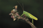 Grote groene sabelsprinkhaan (Tettigonia viridissima) vrouwtje, Zwolle