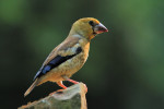 Appelvink jong (Coccothraustes coccothraustes), Veluwe