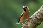 Appelvink mannetje (Coccothraustes coccothraustes), Veluwe