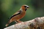 Appelvink mannetje (Coccothraustes coccothraustes), Veluwe