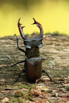 Vliegend hert mannetje (Lucanus cervus), Veluwe