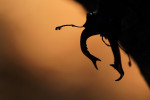 Vliegend hert mannetje kaken (Lucanus cervus), Veluwe