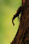 Vliegend hert mannetje (Lucanus cervus), Veluwe