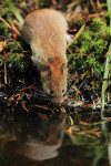 Drinkende rosse woelmuis (Clethrionomys glareolus),Hoge Vel.