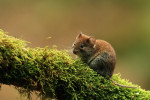 Rosse woelmuis (Clethrionomys glareolus) , Hoge Veluwe