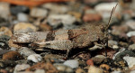 Blauwvleugelsprinkhaan (Oedipoda caerulescens), Hoge Veluwe
