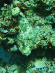 Duivelschorpioenvis (Scorpaenopsis diabola), Dahab Canyon