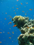 Fairy basslet (Pseudanthias), Dahab Canyon