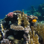 Koraaltuin, Dahab