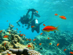 Vlaggebaars (Pseudanthias), Canyon Dahab