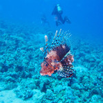 Gewone koraalduivel (Pterois volitans), Dahab