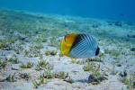 Oogvlek koraalvlinder (Chaetodon auriga), Dahab