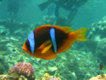 Rode Zee anemoonvis (Amphiprion bicinctus), Dahab Blue Hole