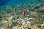 Kroon koraalvlinder (Chaetodon paucifasciatus), Dahab