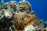 Rode Zee anemoonvis (Amphiprion bicinctus), Dahab 