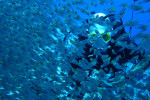 Glasvis (Parapriacanthus ransonneti), Moray Garden Dahab