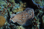 Gestippelde torpedorog (Torpedo fuscomaculata) Moray Garden 