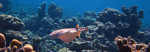 Gestippelde torpedorog (Torpedo fuscomaculata) Moray Garden