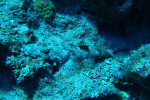 Gewone krokodilvis (Papilloculiceps longiceps), Mashraba Dah