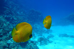 Gele koraalvlinder (Chaetodon semilarvatus), Dahab