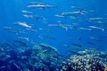 Geelstaart barracuda (Sphyraena flavucauda), Islands Dahab
