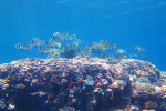 Debbelband zeebrasem (Acanthopagrus bifaciatus), Islands Dah